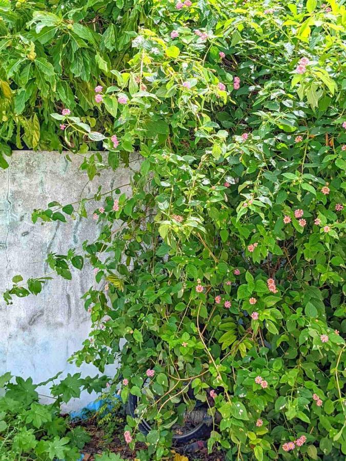Dhoadhi Retreat Hotel Thulusdhoo Ngoại thất bức ảnh